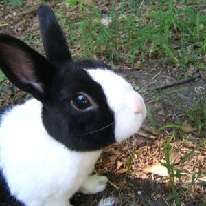 Meet your Posher, Bunny